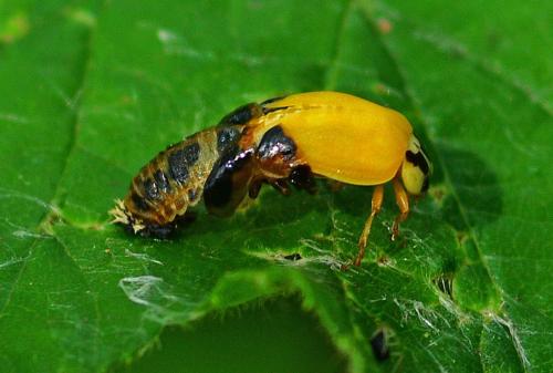 Harmonia axyridis